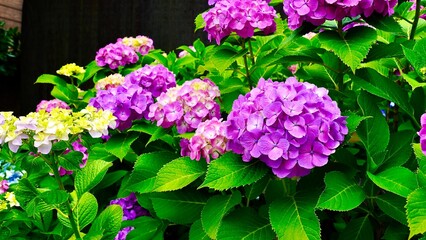 Fototapeta premium 鮮やかに開花した紫色のあじさい