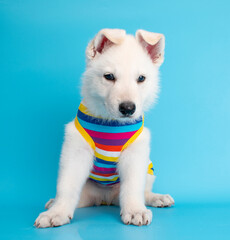 funny puppy dog with travel costume studio portrait on isolated background