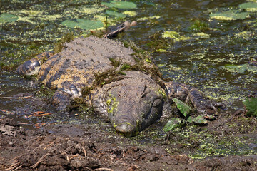 Nilkrokodil / Nile crocodile / Crocodylus niloticus