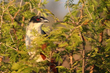 Tiputip / Burchell's coucal / Centropus superciliosus.