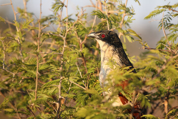 Tiputip / Burchell's coucal / Centropus superciliosus.