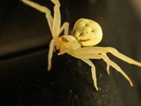 Flower Crab Spider (Misumena vatia)