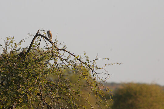Afrika-Zwergohreule / African scops owl  / Otus senegalensis