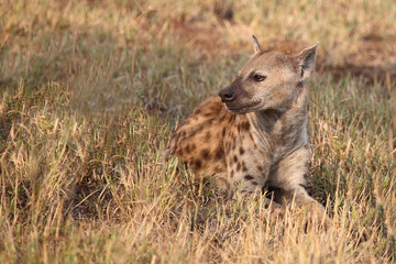 Tüpfelhyäne / Spotted hyaena / Crocuta crocuta...