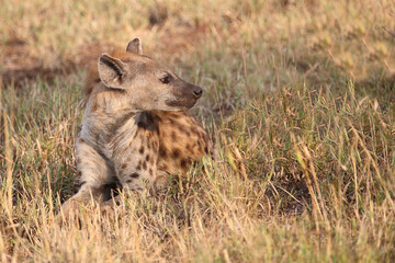 Tüpfelhyäne / Spotted hyaena / Crocuta crocuta...