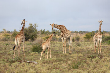 Naklejka na ściany i meble Giraffe / Giraffe / Giraffa camelopardalis..