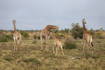 Giraffe / Giraffe / Giraffa camelopardalis..