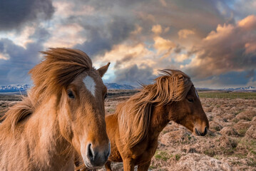 Fototapeta na wymiar Close-up of Icelandic horses on grassy field. Mammals grazing in beautiful mountain against cloudy sky. Dramatic landscape in northern Alpine region during sunset.