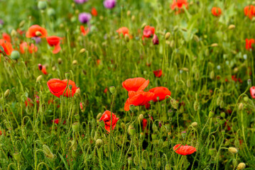 Fototapeta na wymiar Red poppies close-up