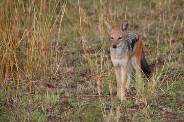 Schabrackenschakal / Black-backed jackal / Canis mesomelas