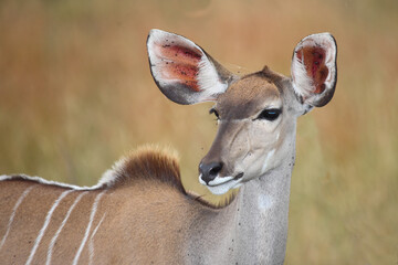 Großer Kudu / Greater kudu / Tragelaphus strepsiceros