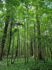 green forest in the morning