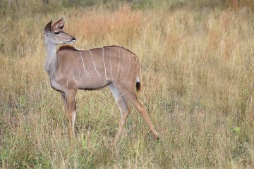Großer Kudu / Greater kudu / Tragelaphus strepsiceros