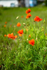 Red poppies bloom in a wild field. Background of beautiful flowers.
