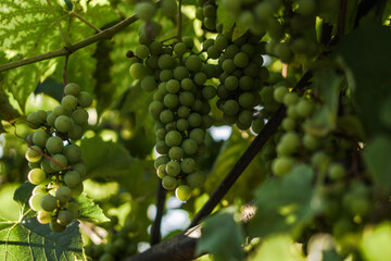 A branch of grapes with green leaves on the vine. Organic sweet fruit for making wine