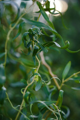 Green willow branches close-up. beautiful nature in summer