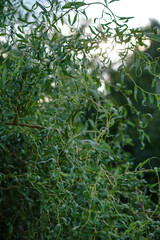 Green willow branches close-up. beautiful nature in summer