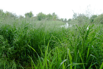 Fresh green grass close up. Early summer morning in the meadow near the river