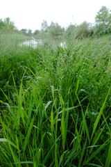 Fresh green grass close up. Early summer morning in the meadow near the river