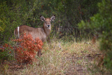 Wasserbock / Waterbuck / Kobus ellipsiprymnus.