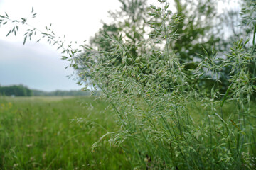 Fresh green grass close up. Early summer morning in the meadow near the river