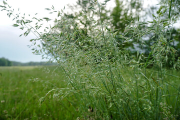 Fresh green grass close up. Early summer morning in the meadow near the river