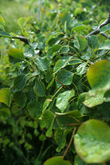 Beautiful water drops after the rain on a green leaf. Morning dew in sunlight close up