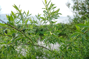 Fototapeta na wymiar Green branch close-up. Beautiful nature in summer