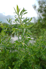 Green branch close-up. Beautiful nature in summer
