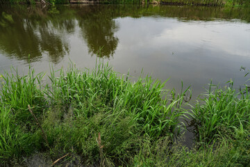 Green grass on the background of the river. Rural landscape in summer