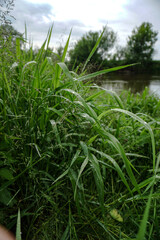 Fresh green grass close up. Early summer morning in the meadow near the river
