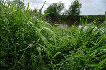 Fresh green grass close up. Early summer morning in the meadow near the river