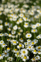 Field wild daisies on a beautiful floral background.