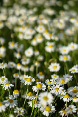Fototapeta premium Field wild daisies on a beautiful floral background.