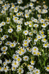 Field wild daisies on a beautiful floral background.