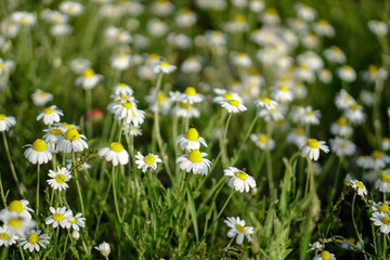 Field wild daisies on a beautiful floral background.