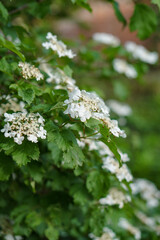 Branches of flowering spirea. White beautiful flowers on a green background