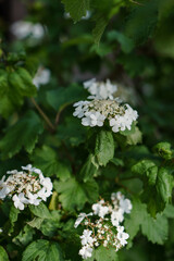 Branches of flowering spirea. White beautiful flowers on a green background