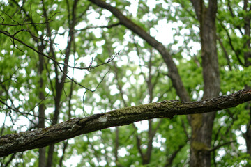 Background of green trees in the forest.