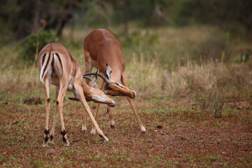 Schwarzfersenantilope / Impala / Aepyceros melampus.