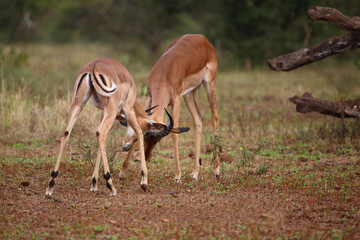 Schwarzfersenantilope / Impala / Aepyceros melampus.