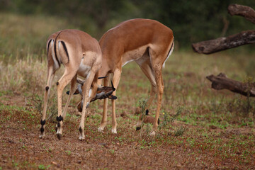Schwarzfersenantilope / Impala / Aepyceros melampus.
