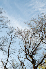 Tree branches against the blue sky. In spring, without leaves. High quality photo