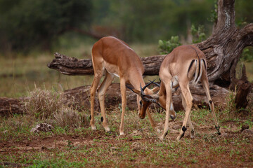 Schwarzfersenantilope / Impala / Aepyceros melampus.