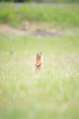 squirrel in the grass