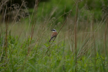 ptak gąsiorek na gałązce trawy na łące