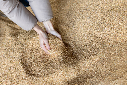 Close up image of hands holding animal feed soybean husks at a stock yard