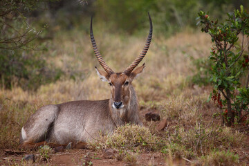 Wasserbock / Waterbuck / Kobus ellipsiprymnus