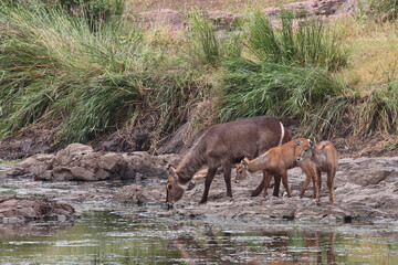 Wasserbock am Gudzani River / Waterbuck at Gudzani River / Kobus ellipsiprymnus.