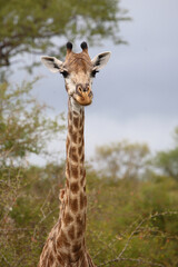 Giraffe / Giraffe / Giraffa camelopardalis.
